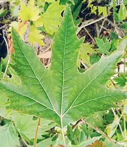 Leaf of Platanus orientalis in Kashmir