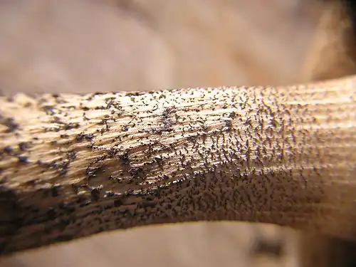Stem of a Leccinum mushroom, showing the distinctive scabers