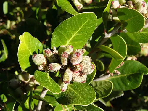 Young fruits, Morro Bay State Park