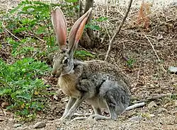 A photo of an antelope jackrabbit in profile among dirt and plants