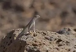 Lesser earless lizard (Holbrookia maculata)