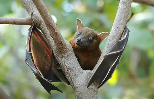 Brown bat