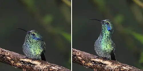 C. c. cabanidis showing neck stretching Panama
