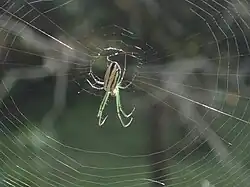 Dorsal view of a mature female Leucauge mariana