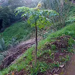A lone specimen of Daucus decipiens