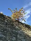 Plant (dwarfed by limited root system) seeded on garden wall in bird droppings and growing as a lithophyte