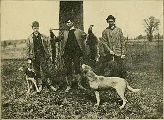 Three men standing under a tree and holding dead raccoons alongside their hunting dogs.