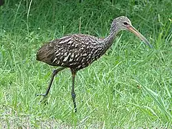 A tall brown bird covered in white spots strides through grass