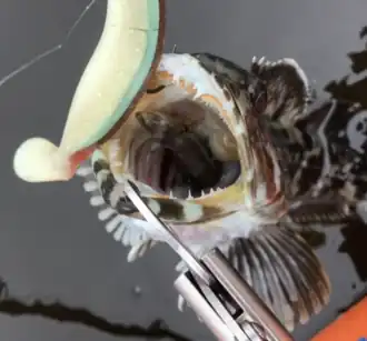 A Lingcod caught with a swimbait.