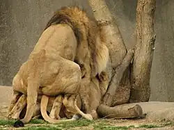 Lions mating
