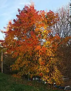 Liquidambar styraciflua tree