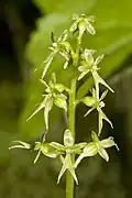 Listera cordata Inflorescence