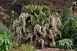 Livistona chinensis (Arecaceae)