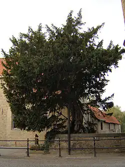 A caesarsboom tree stands tall in a rural landscape, with a clear sky and green fields surrounding it.