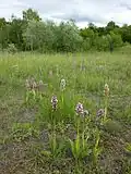 A stand of endangered military orchid.[2]