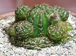 Lobivia arachnacantha typically forms clumps