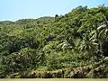 lush vegetation of hills in Loboc, Bohol taken while on a river cruise upstream