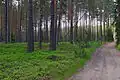 Forested area standing on burial mounds near Puutli