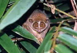 brown loris nestled in leaves