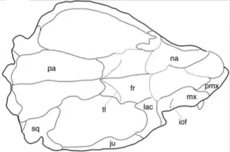Line drawing of an animal skull