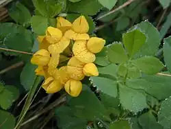 Lotus pedunculatus, greater bird's foot trefoil.