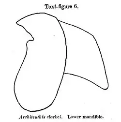 #107 (14/1/1933), Lower beak of the Scarborough specimen; the upper beak was not well preserved (Robson, 1933:687, text-fig. 6)
