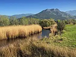 Regino above its mouth