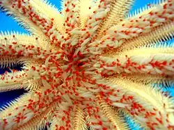 Luidia magnifica (oral face).