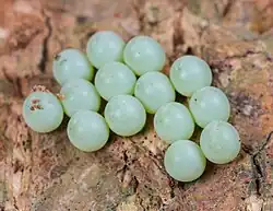 Eggs
