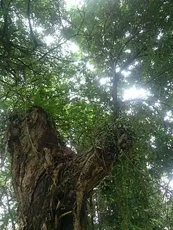 Lychee tree at the Japanese Cemetery Park