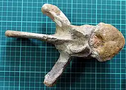 Ornithischian dinosaur vertebra