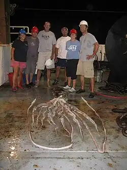 #532 (30/7/2009), Another view of the same specimen surrounded by research scientists on the deck of the NOAA research vessel Gordon Gunter (see alternative view)