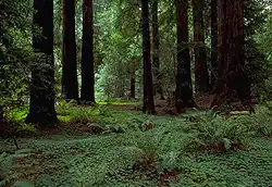 Redwood canopy undergrowth, Muir Woods