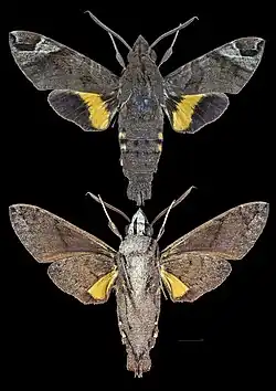 Macroglossum nubilum