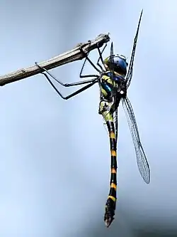 male