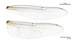 Female wings