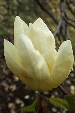 A flower with creamy yellow tepals