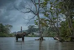 Elephas maximus sumatranus. In this picture, a mahout was riding an elephant. The elephant was spraying water towards the tree before it. This picture was taken in CRU Samponiet Reserve, Aceh, Indonesia.