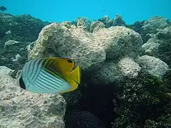 Threadfin butterflyfish (Chaetodon auriga)