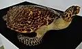 Hawksbill sea turtle