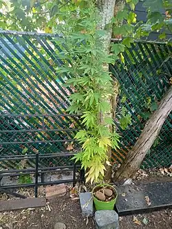 Male Lemon Kush cannabis plant (12 foot plant)