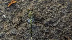 Young male without pruinescence showing the white patch at the base of his hindwings