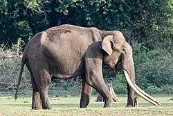 Elephant with large tusk in Nagarhole National Park, Karnataka, India