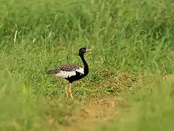 Lesser florican