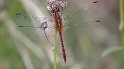 Male with outspread wings