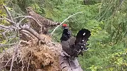 Male and female spruce grouse, Nelson, British Columbia