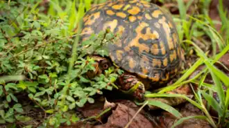 Eastern box turtle