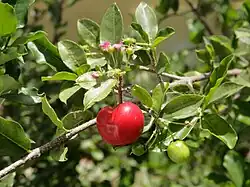 West Indian cherry or acerola