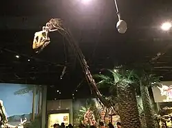 A Mamenchisaurus mount in the dinosaur hall.