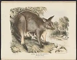 The Kangaroo,, Macropus major,, illustration by Helena Forde,, from Krefft's The Mammals of Australia (1871f).